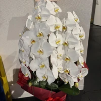 画像366